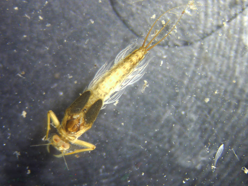 Paraleptophlebia bicornuta (Leptophlebiidae) (Mahogany Dun) Mayfly Nymph from the Flathead River-upper in Montana