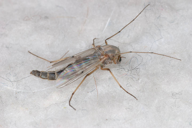Chironomidae (Midge) True Fly Adult from unknown in Montana