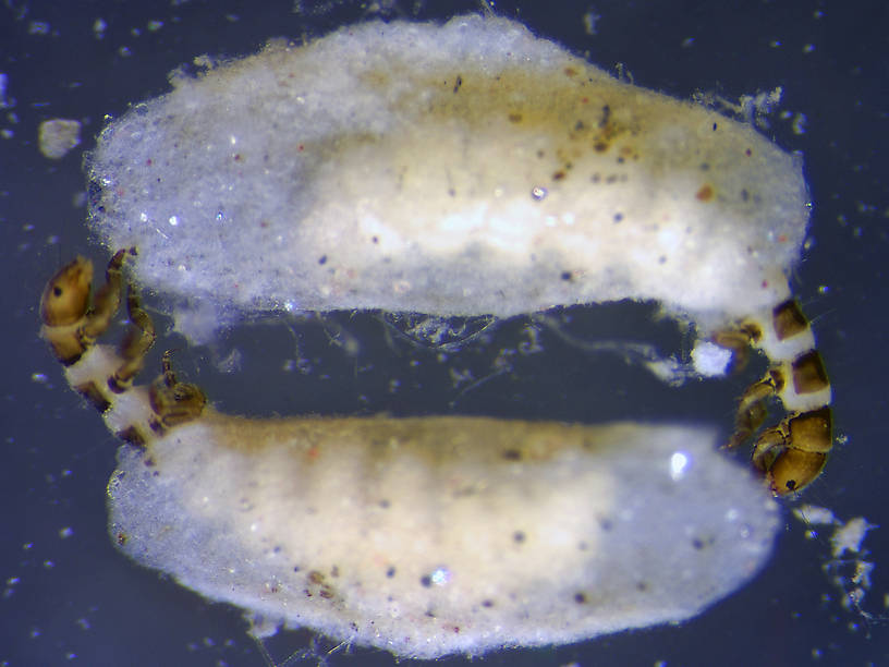 Hydroptila (Hydroptilidae) (Varicolored Microcaddis) Caddisfly Larva from the Flathead River-Upper in Montana