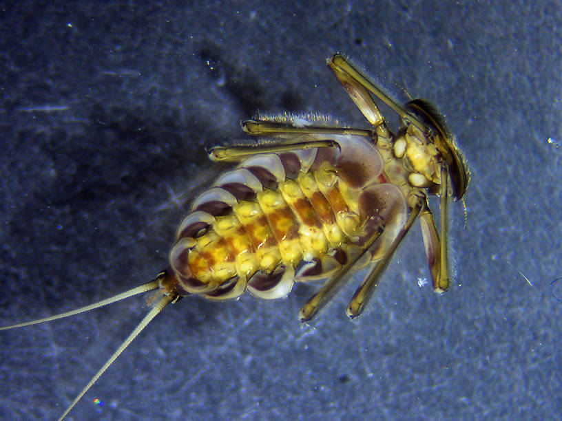Epeorus grandis  Mayfly Nymph