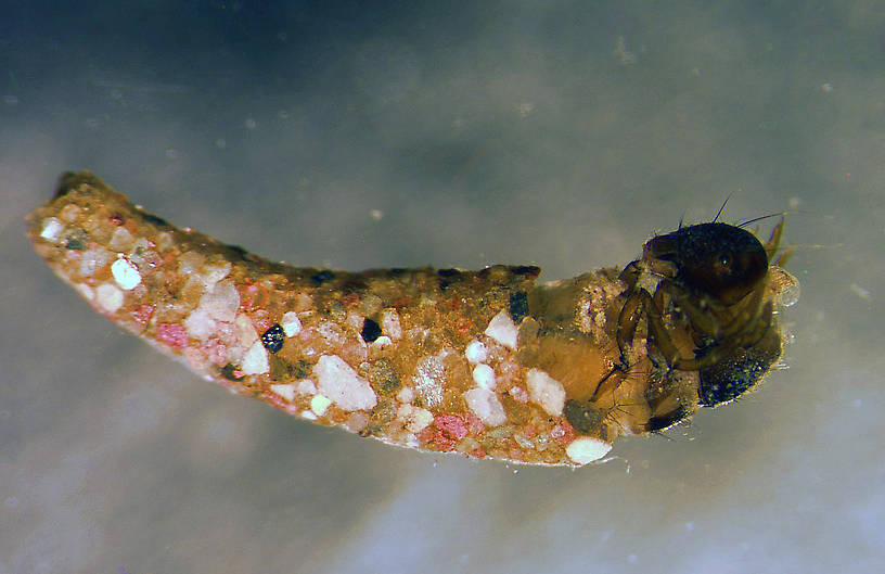 Apatania (Apataniidae) (Early Smoky Wing Sedge) Caddisfly Larva from the Jocko River in Montana