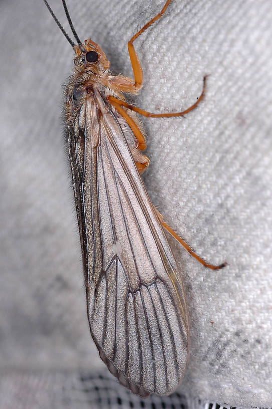 Dicosmoecus gilvipes (October Caddis) Caddisfly Adult