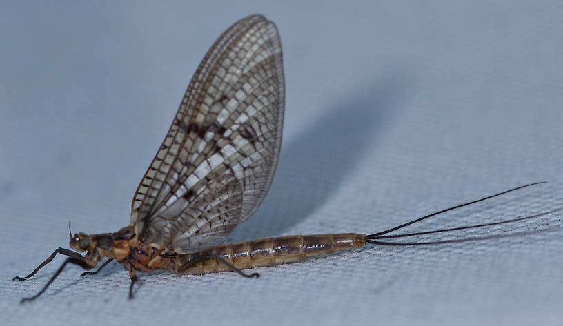 Male Ephemera simulans (Ephemeridae) (Brown Drake) Mayfly Dun from Flathead Lake in Montana