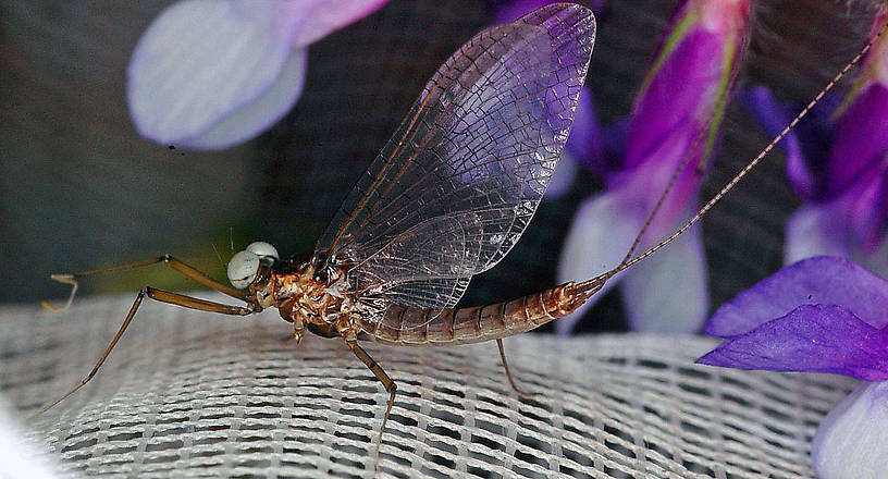 Male Heptagenia solitaria (Heptageniidae) (Ginger Quill) Mayfly Spinner from the Flathead River-Lower in Montana