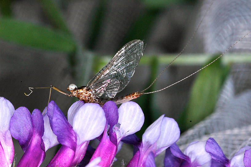 Male Heptagenia solitaria (Ginger Quill) Mayfly Spinner