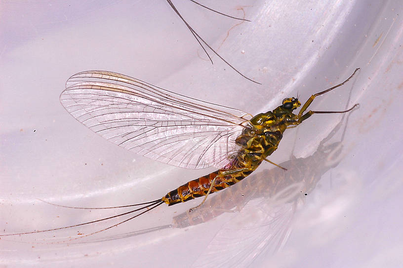 Male Caudatella hystrix (Ephemerellidae) Mayfly Spinner from Revais Creek in Montana