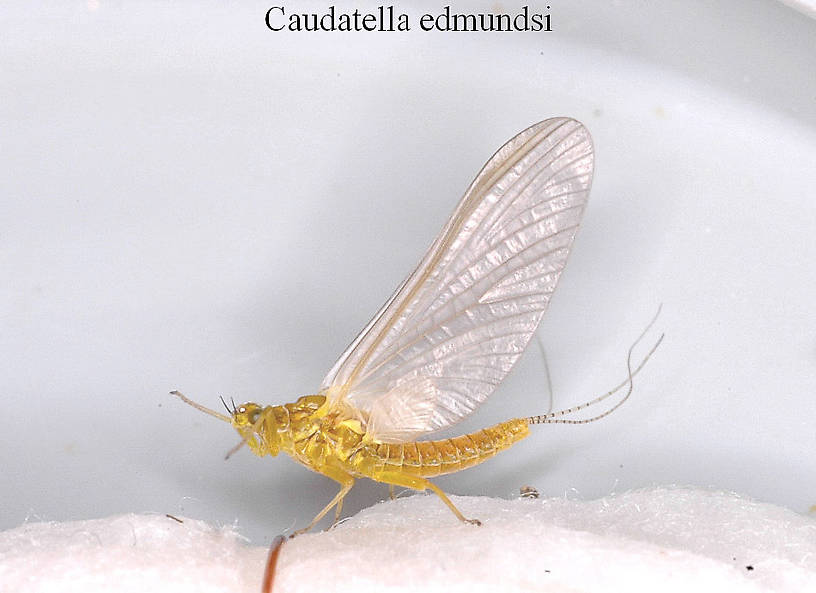Female Caudatella edmundsi (Ephemerellidae) Mayfly Dun from the Vermillion River in Montana