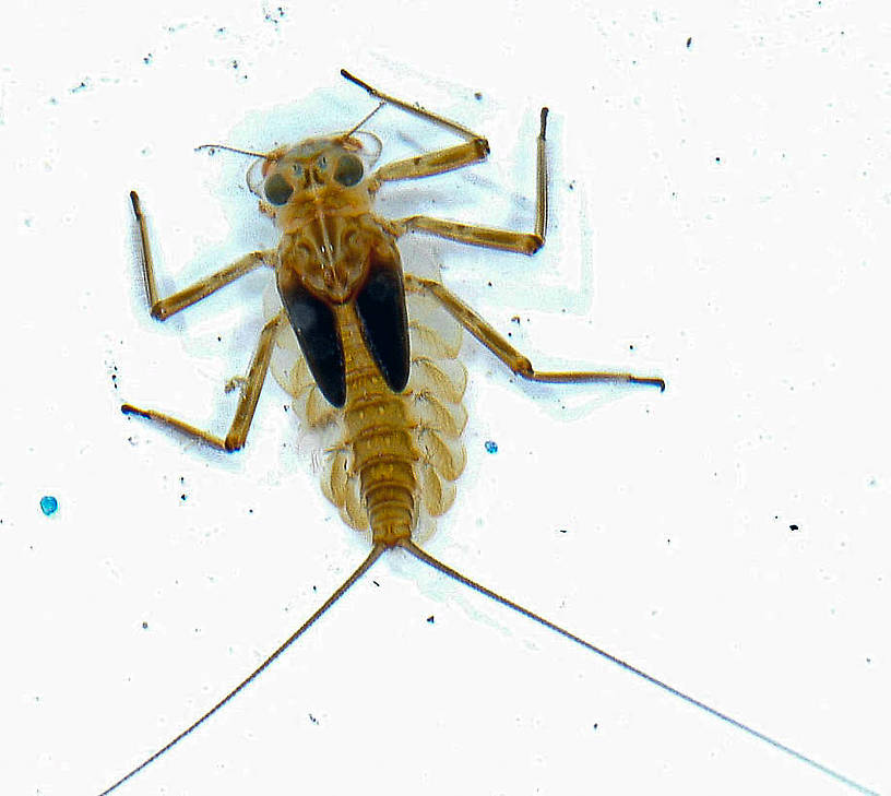 Epeorus longimanus (Heptageniidae) (Slate Brown Dun) Mayfly Nymph from the Vermillion River in Montana