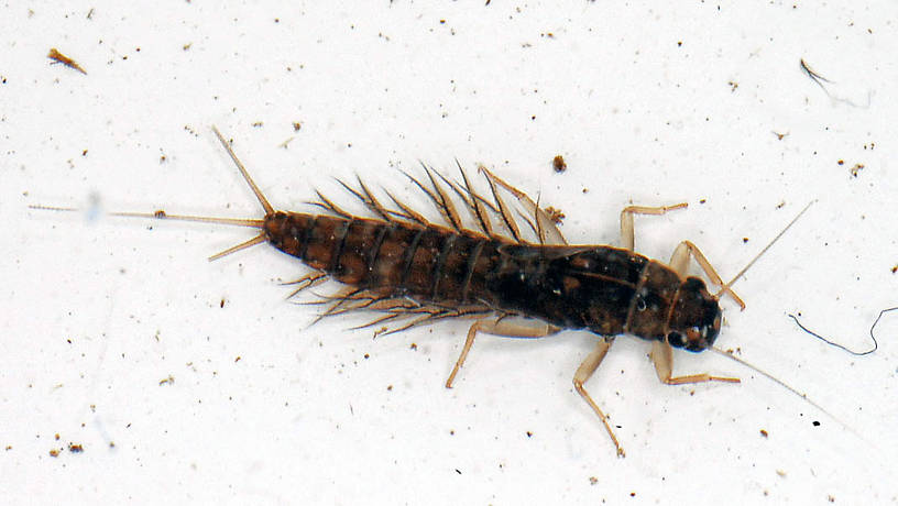 Neoleptophlebia (Leptophlebiidae) Mayfly Nymph from the Vermillion River in Montana