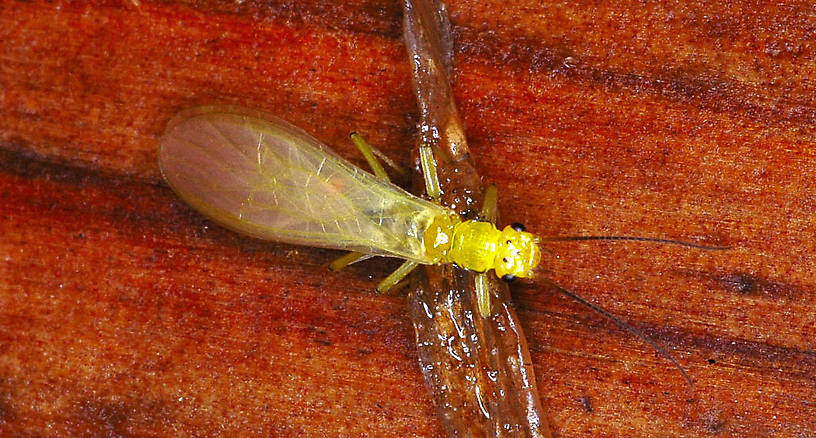 Sweltsa (Chloroperlidae) (Sallfly) Stonefly Adult from the Vermillion River in Montana