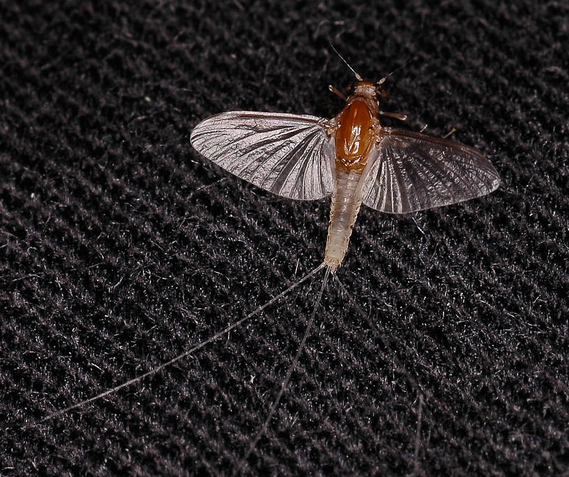 Female Caenis (Caenidae) (Angler's Curse) Mayfly Spinner from Kicking Horse Reservoir in Montana