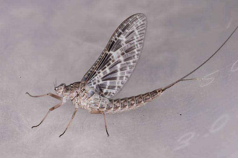 Female Callibaetis (Baetidae) (Speckled Dun) Mayfly Dun from Flathead Lake in Montana