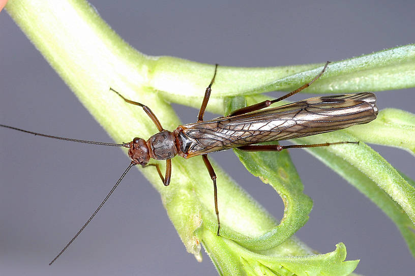 Megaleuctra stigmata (Leuctridae) (Little Black Needlefly) Stonefly Adult from Talking Water Creek in Montana