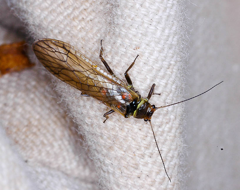 Yoraperla brevis (Peltoperlidae) (Roachfly) Stonefly Adult from Station Creek in Montana