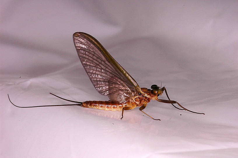 Male Rhithrogena (Heptageniidae) Mayfly Dun from the Vermillion River in Montana