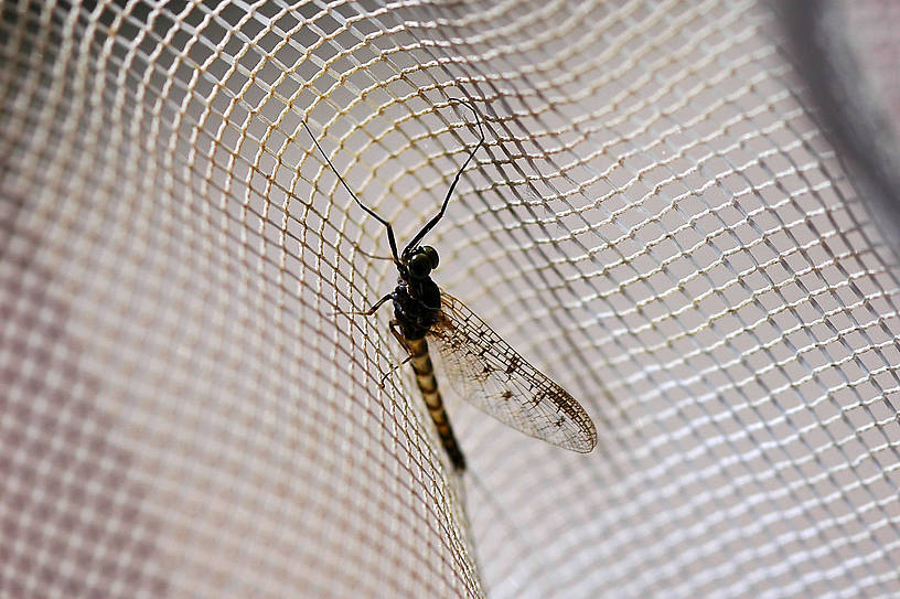 Male Ameletus oregonensis (Ameletidae) (Brown Dun) Mayfly Spinner from Hungry Horse Creek in Montana