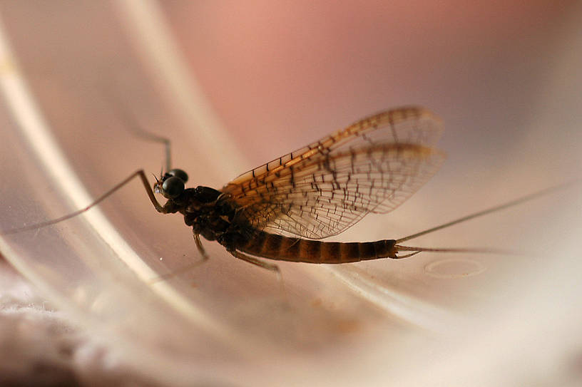 Male Cinygmula (Heptageniidae) (Dark Red Quill) Mayfly Dun from Boiling Springs Creek in Montana