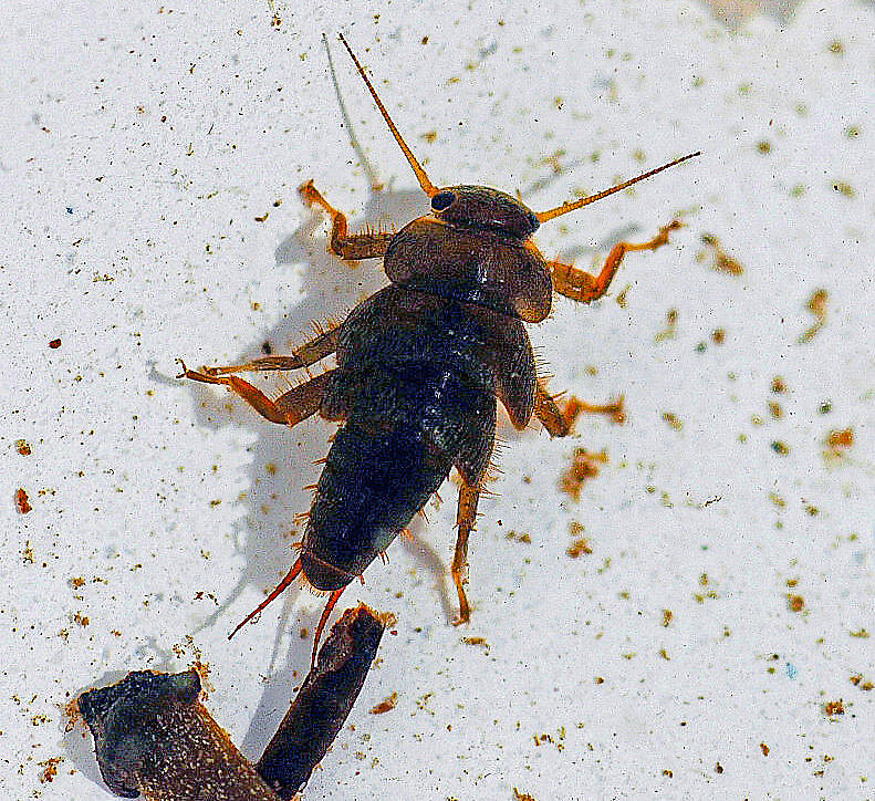 Yoraperla brevis (Roachfly) Stonefly Nymph