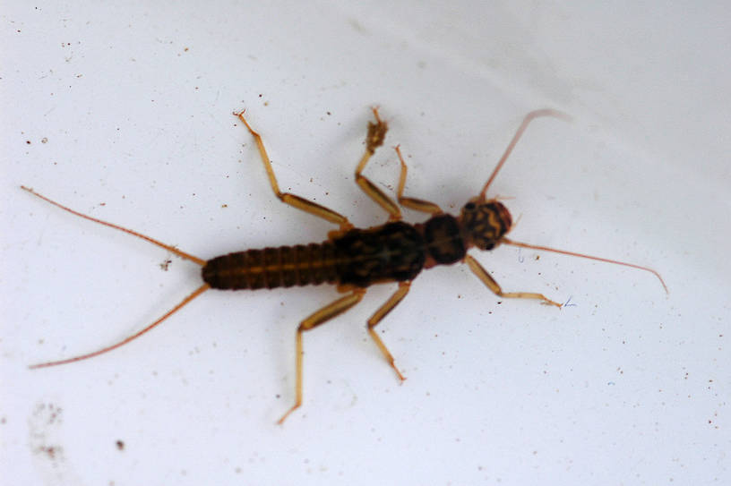 Skwala (Perlodidae) (Large Springfly) Stonefly Nymph from the Jocko River in Montana