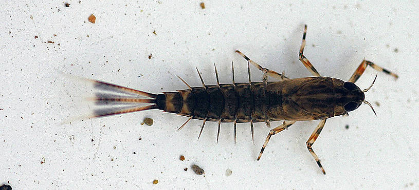 Ameletus (Ameletidae) (Brown Dun) Mayfly Nymph from the Flathead River-lower in Montana