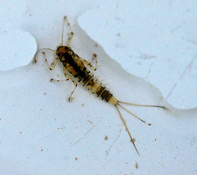 Baetis (Baetidae) (Blue-Winged Olive) Mayfly Nymph from the Jocko River in Montana