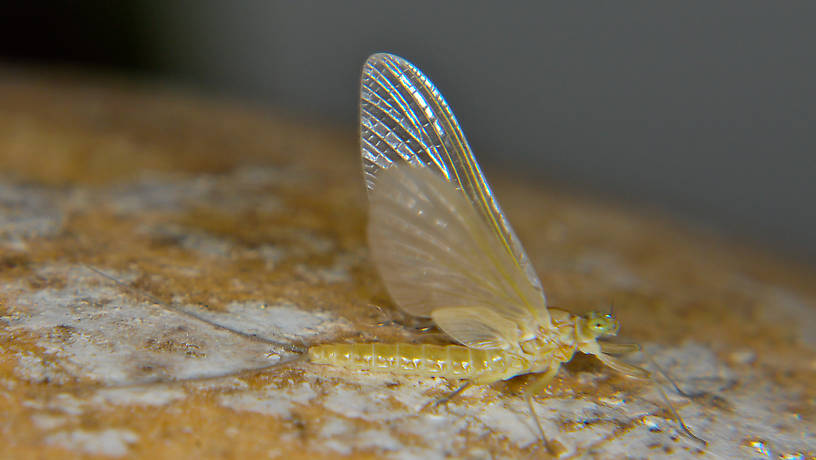 Female Epeorus albertae (Pink Lady) Mayfly Dun