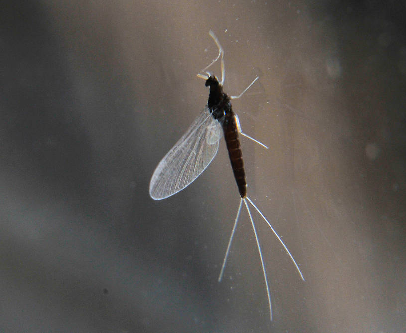 Female Paraleptophlebia (Blue Quills and Mahogany Duns) Mayfly Spinner