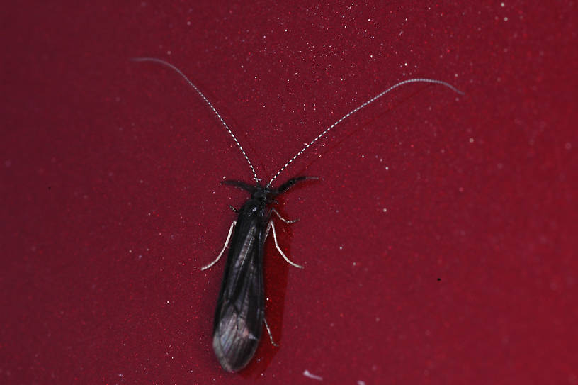 Mystacides alafimbriata (Leptoceridae) (Black Wing Long-Horned Sedge) Caddisfly Adult from Ninepipes Reservoir in Montana