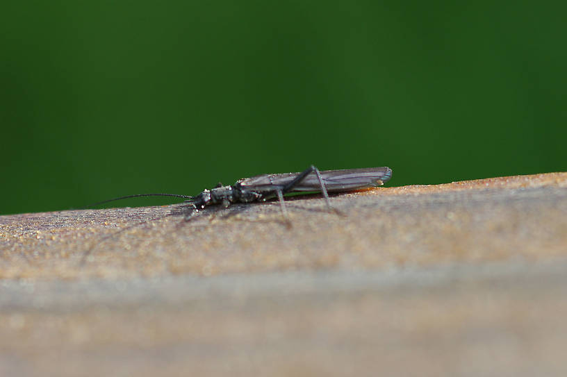 Perlomyia utahensis (Leuctridae) (Little Black Needlefly) Stonefly Adult from Roy's Creek in Montana