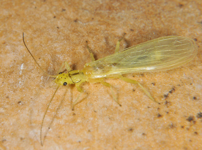 Suwallia pallidula (Chloroperlidae) (Sallfly) Stonefly Adult from the Touchet River in Washington
