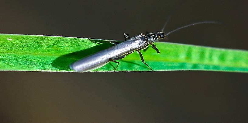 Perlomyia utahensis (Leuctridae) (Little Black Needlefly) Stonefly Adult from Yellow Bay Creek in Montana