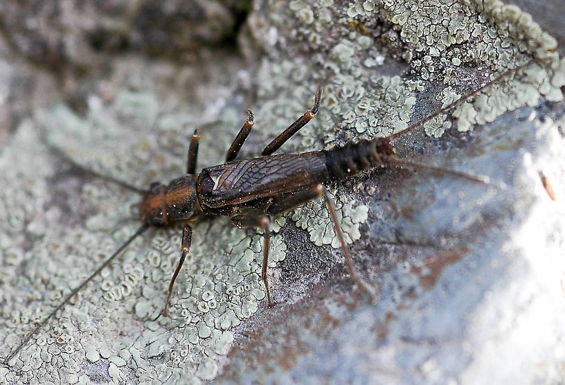 Male Skwala (Perlodidae) (Large Springfly) Stonefly Adult from the Jocko River in Montana