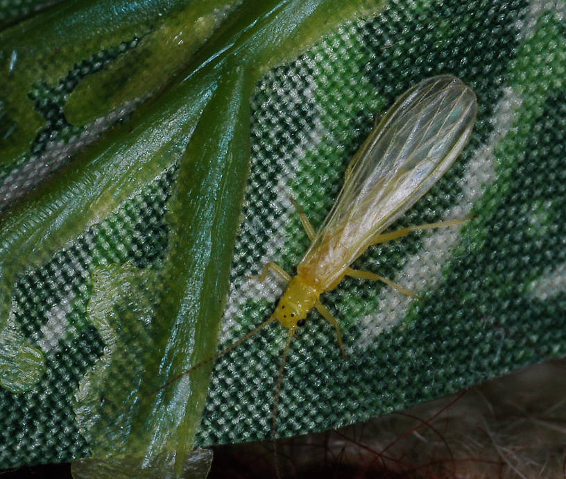 Sweltsa (Chloroperlidae) (Sallfly) Stonefly Adult from Lolo Creek in Montana