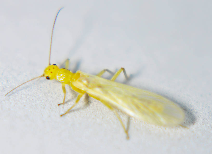 Sweltsa fidelis (Chloroperlidae) (Sallfly) Stonefly Adult from the Touchet River in Washington