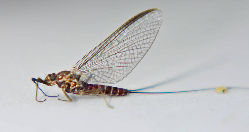 Female Rhithrogena (Heptageniidae) Mayfly Spinner from the Touchet River in Washington