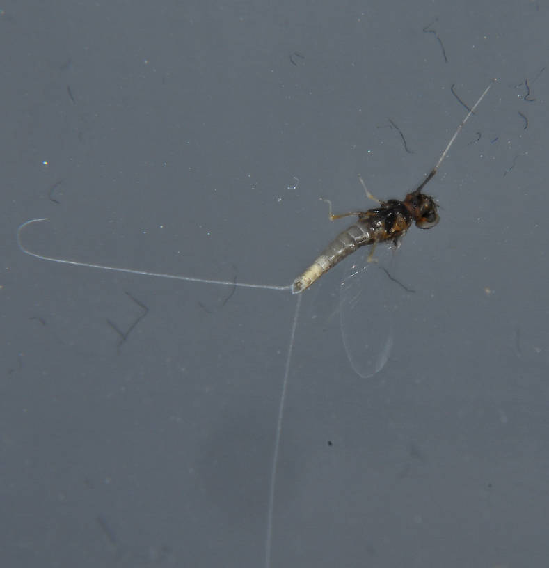 Male Baetis (Blue-Winged Olive) Mayfly Spinner