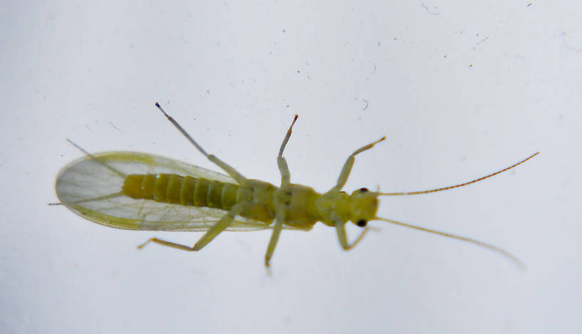Sweltsa fidelis (Chloroperlidae) (Sallfly) Stonefly Adult from Swamp Creek in Oregon