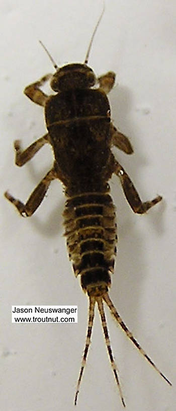 Ephemerella (Ephemerellidae) (Hendricksons, Sulphurs, PMDs) Mayfly Nymph from unknown in Wisconsin