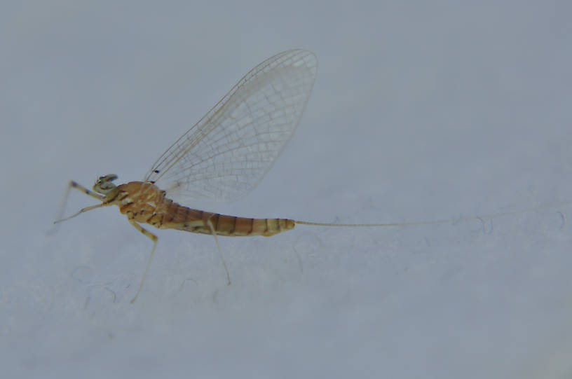 Female Epeorus (Little Maryatt) Mayfly Spinner