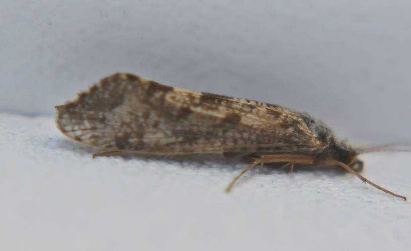 Hydropsychidae Caddisfly Adult from the Touchet River in Washington