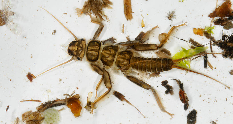 Calineuria californica (Perlidae) (Golden Stone) Stonefly Nymph from the Touchet River in Washington