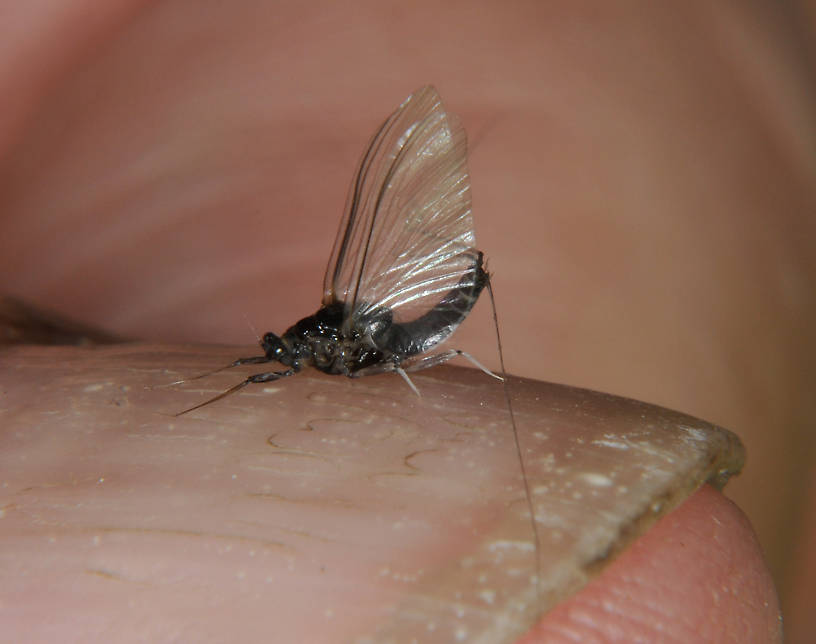 Male Tricorythodes (Leptohyphidae) (Trico) Mayfly Spinner from the Touchet River in Washington