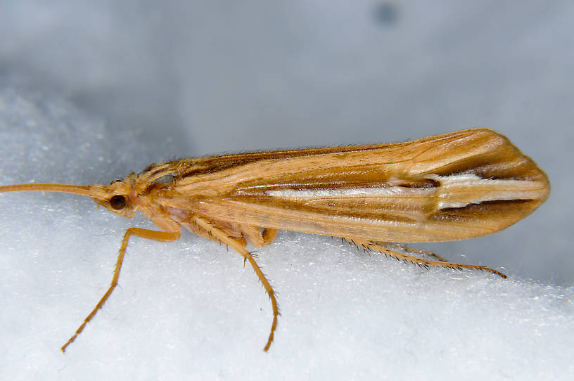Female Hesperophylax designatus (Silver Striped Sedge) Caddisfly Adult