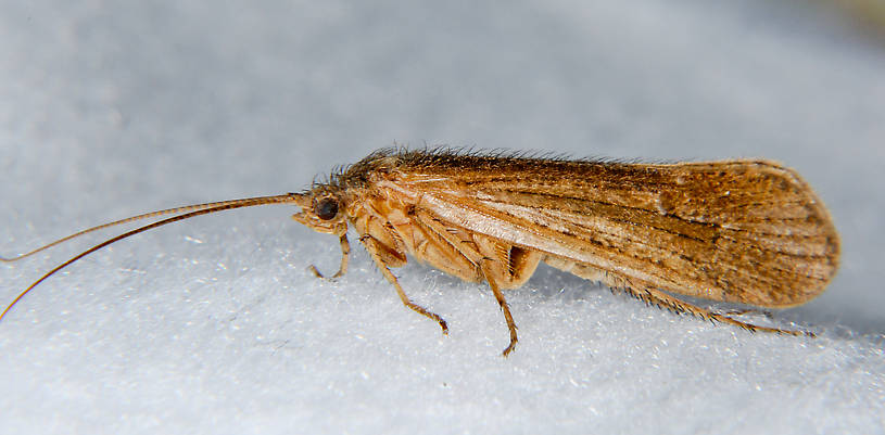 Female Limnephilus frijole (Limnephilidae) (Summer Flier Sedge) Caddisfly Adult from the Touchet River in Washington