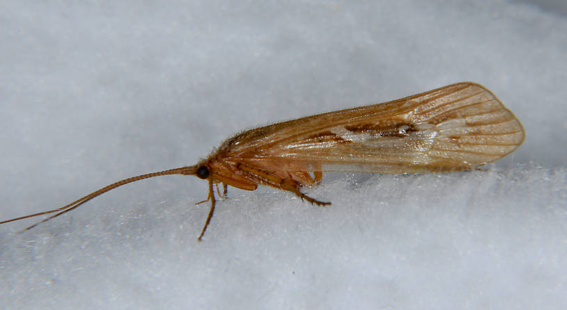Limnephilus externus (Limnephilidae) (Summer Flier Sedge) Caddisfly Adult from the Touchet River in Washington