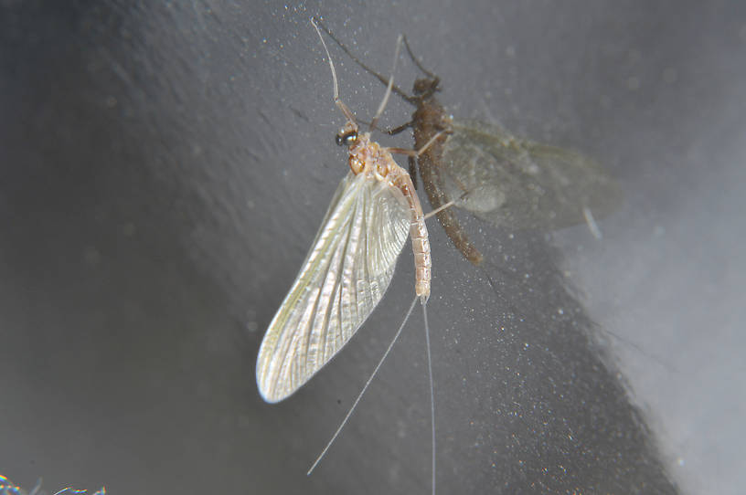 Male Cinygmula ramaleyi (Small Western Gordon Quill) Mayfly Spinner