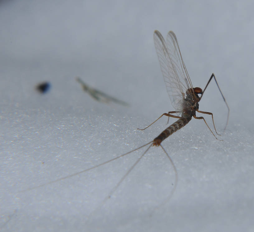 Male Paraleptophlebia bicornuta (Large Slate-Winged Mahogany Dun) Mayfly Spinner