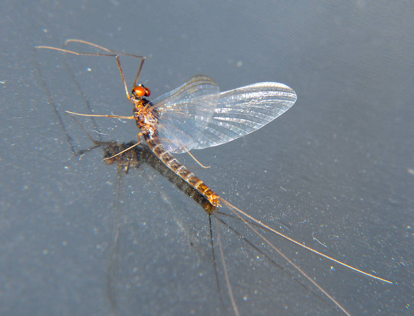 Male Paraleptophlebia bicornuta (Leptophlebiidae) (Mahogany Dun) Mayfly Spinner from the Touchet River in Washington