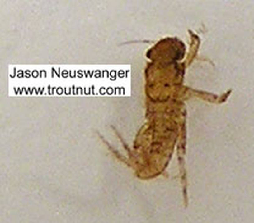 Ephemerellidae (Hendricksons, Sulphurs, PMDs, BWOs) Mayfly Nymph from unknown in Wisconsin