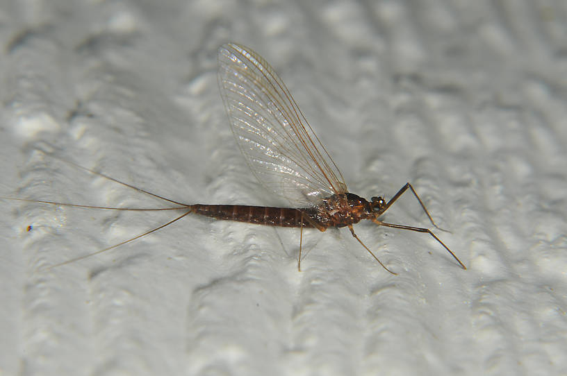Female Paraleptophlebia bicornuta (Leptophlebiidae) (Mahogany Dun) Mayfly Spinner from the Touchet River in Washington